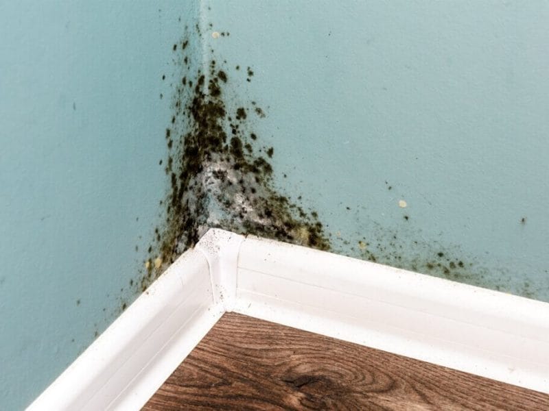 Mold-Proofing Your Home