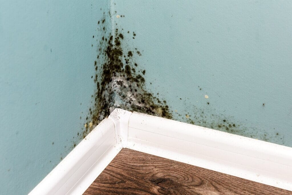 Mold-Proofing Your Home