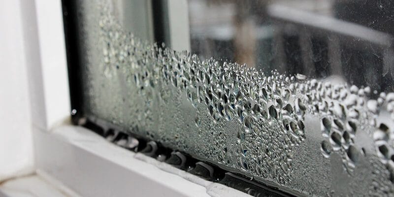 Stop Mold Before It Starts: The Ultimate Guide to Creating a Mold-Resistant Home